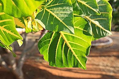 《盗贼之海》玩家数已突破2500万 达到新的里程碑